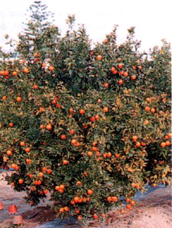 Árbol de Sanguinelli