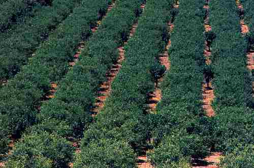 Campo de cítricos